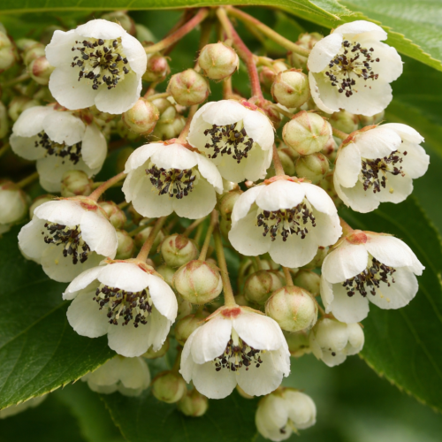 Kiwi arguta Zapylacz męski Actinidia arg. Male Zapylacz