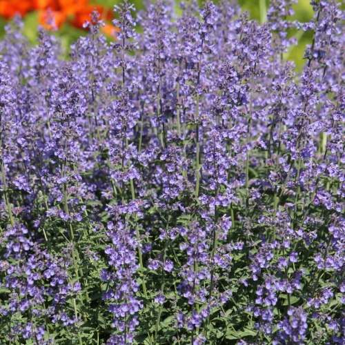 Kocimiętka Faassena 'Walker's Low' Nepeta x faassenii Walker's Low'