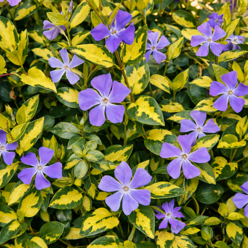 Barwinek pospolity ILLUMINATION