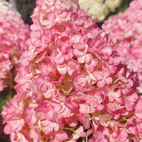 Hortensja Magical Sweet Summer Hydrangea paniculata 'Magical Sweet Summer'