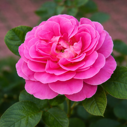 Róża wielkokwiatowa ‘Pink Peace’