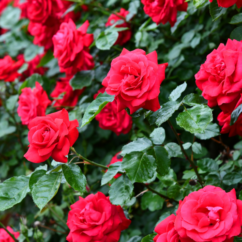 Róża pnąca Paul's Scarlet