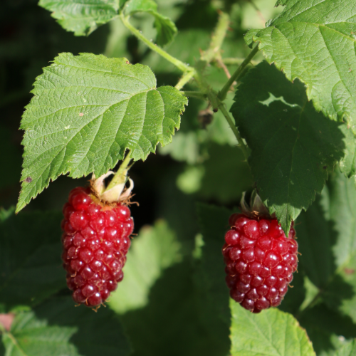 Malina letnia  rubus ideaus ''GLEN AMPLE''.png