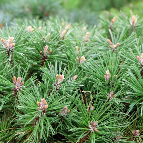 Sosna górska (kosodrzewina) 'Benjamin' Pinus mugo 'Benjamin'