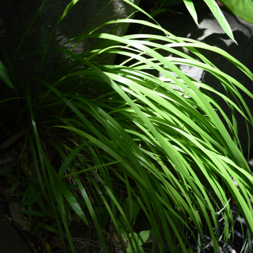 Turzyca Morrowa 'Irish Green' Carex morrowii 'Irish Green'