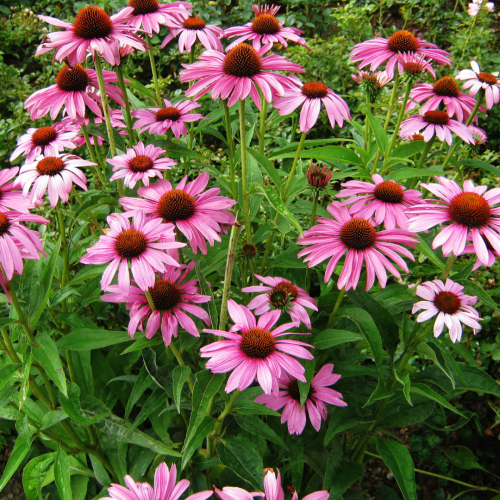 Jeżówka purpurowa 'Magnus' Echinacea purpurea 'Magnus' 5-10 cm P9