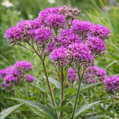 Vernonia 'Betty Blindemann' Wernoni crinita Betty Blindemann