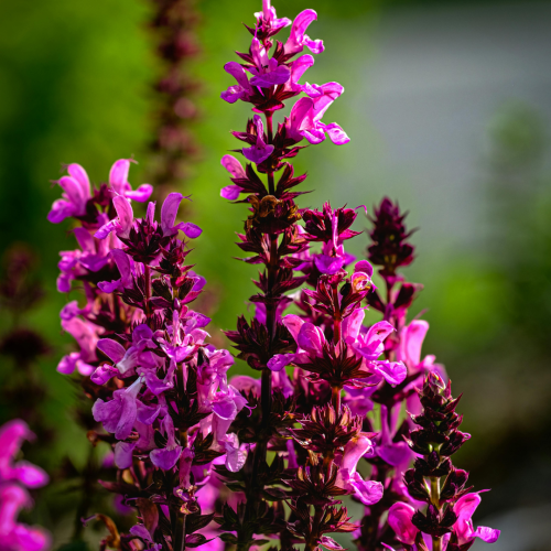 Szałwia omszona 'Fashionista Back to the Fuchsia' Salvia nemorosa 'Fashionista Back to the Fuchsia