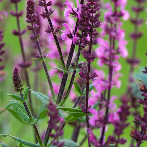 Szałwia omszona 'Caradonna Pink' Salvia nemorosa 'Caradonna Pink'