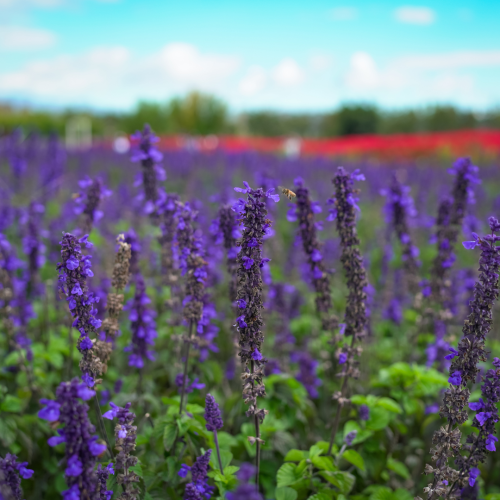Szałwia omszona 'Blauhügel' Salvia nemorosa 'Blauhügel'