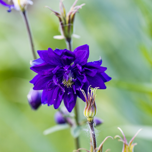 Orlik pospolity 'Blue Barlow' Aquilegia vulgaris 'Blue Barlow'