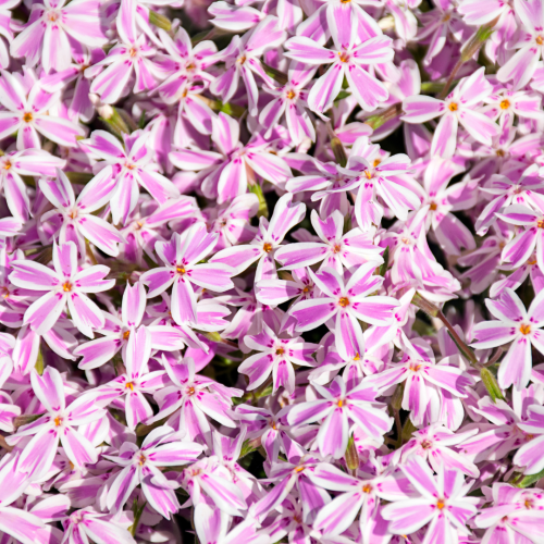 Floks wielkolistny 'Pink White' Phlox amplifolia 'Pink White'