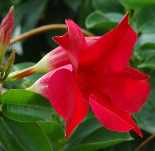 Mandewila Mandevilla czerwona