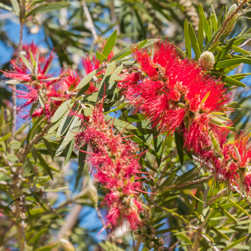 Kuflik Cytrynowy Melaleuca citrina .png