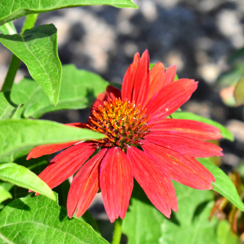 Jeżówka 'Sombrero® Compact Red' Echinacea 'Sombrero® Compact Red'