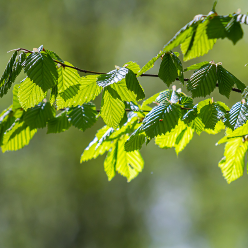 Grab pospolity Carpinus betulus