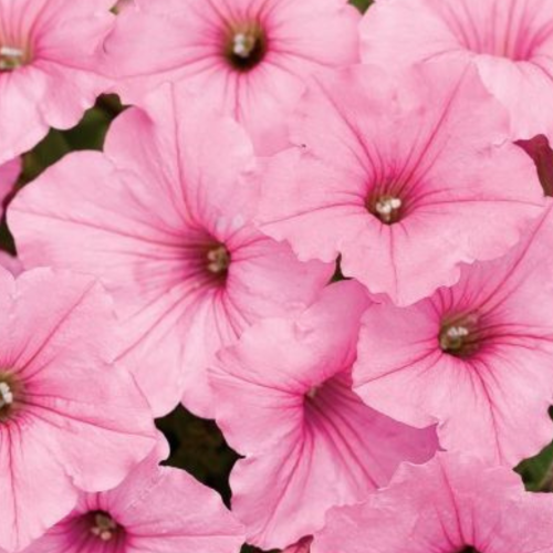 Supertunia Vista Bubblegum.png