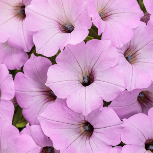 Supertunia Vista Cool Jazz.png
