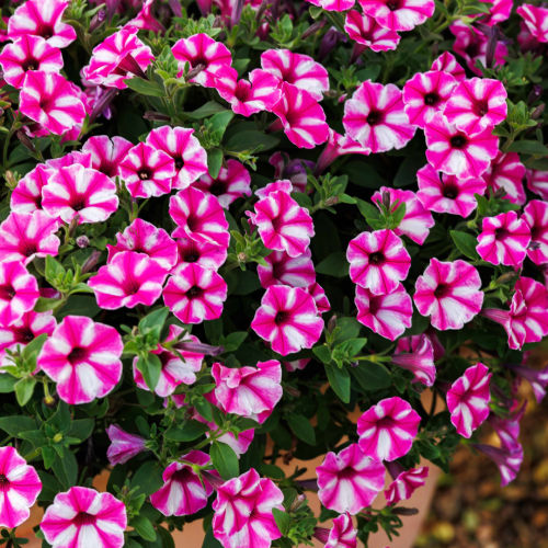 Supertunia Vista 'Rasperry Star'.png