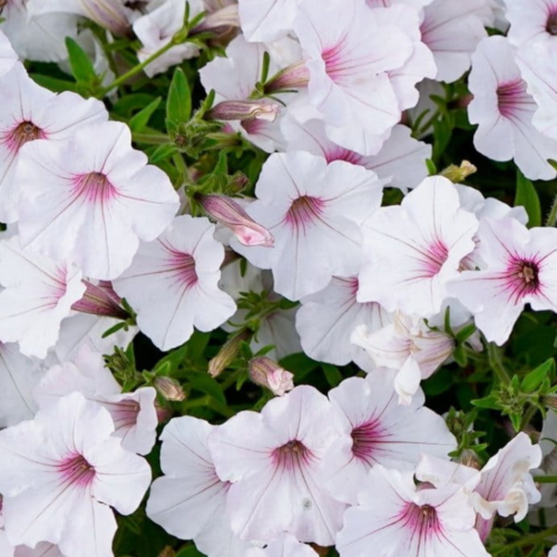 Supertunia Vista 'Silverberry'.png