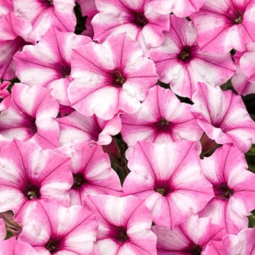 Supertunia Mini Vista 'Pink Star'.png
