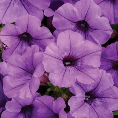 Supertunia Mini Vista Blue Violet 12cm.png