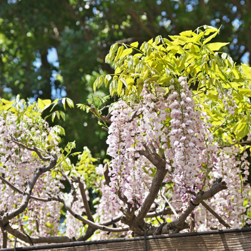 _Wisteria floribunda Shiro-noda.png