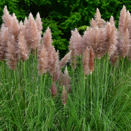 Trawa pampasowa "Rosea"