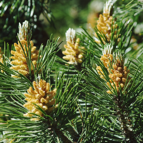 Pinus mugo Pumilo.png