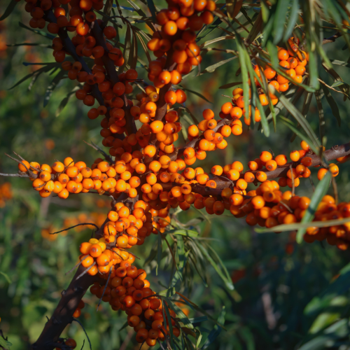 Hippophae rhamnoides 'Polmix'.png