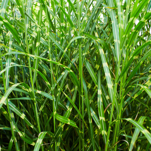 Miscanthus sinensis Zebrinus