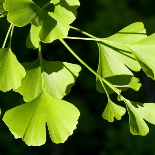 Miłorząb japoński Mariken Gingko biloba Mariken cm C2.png