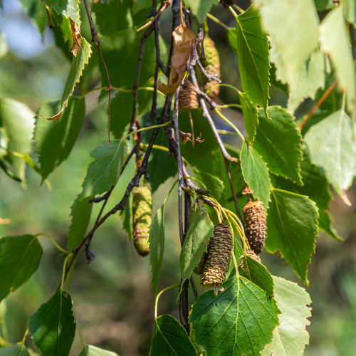 Brzoza pospolita Betula Pendula.png