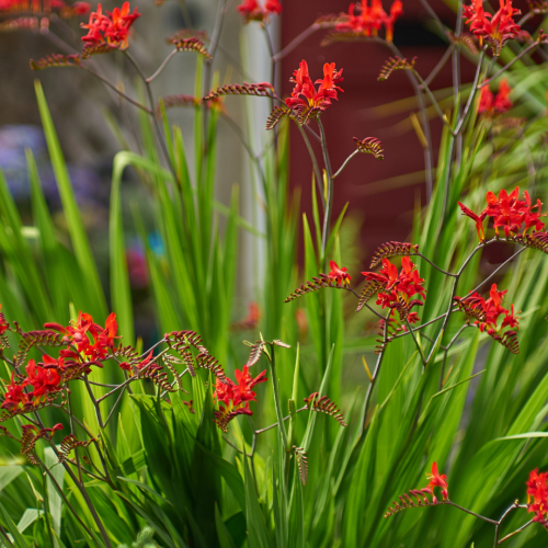 Crocosmia × crocosmiiflora 'Lucifer' C1 5-10 cm.png