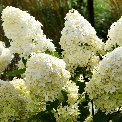 Hortensja bukietowa Phantom