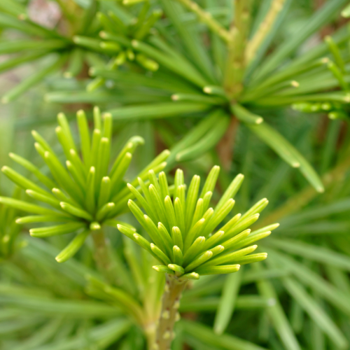Sośnica japońska Sciadopitys verticilla