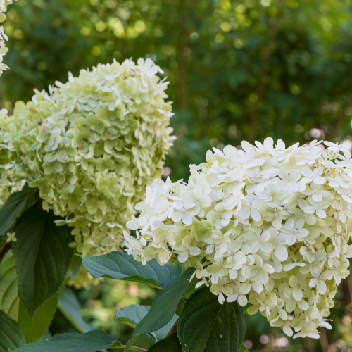 Hortensja Limelight.png