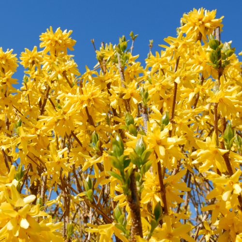 Forsycja Variegata.png