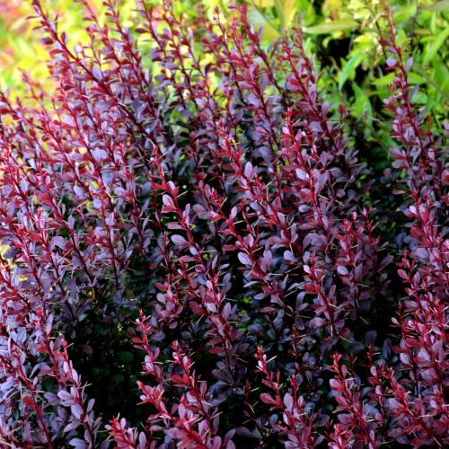 Berberys Atropurpurea Nana.png