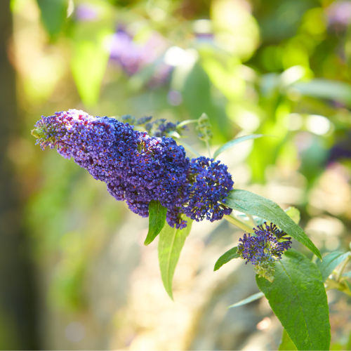 Budleja Empire Blue (2).png