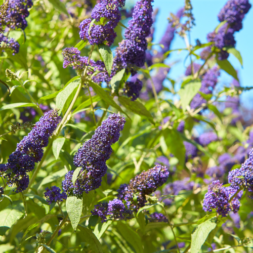 Budleja Nanho Blue (2).png