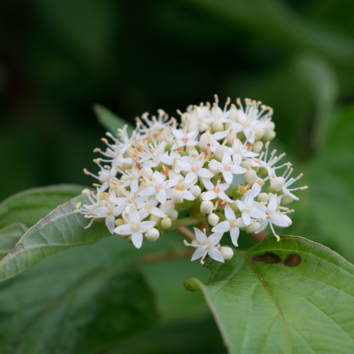 Dereń Flaviramea.png