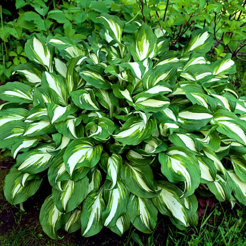 Hosta 'Color Glory'.png