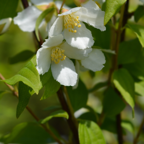 Jaśminowiec  'Dame Blanche'.png