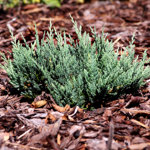 Jałowiec Blue Carpet.png