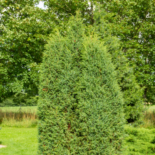 Jałowiec Hibernica.png