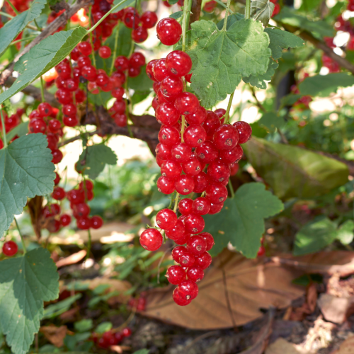 Ribes rubrum 'Jankher Vin'.png