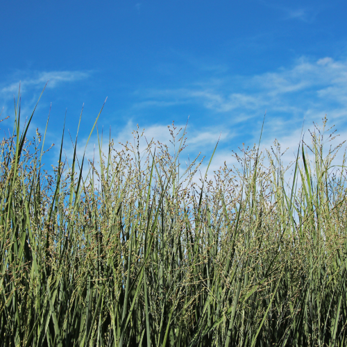 Panicum virgatum 'Prairie'.png
