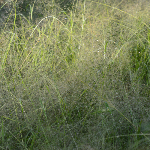 Panicum virgatum 'Prairie Sky'.png