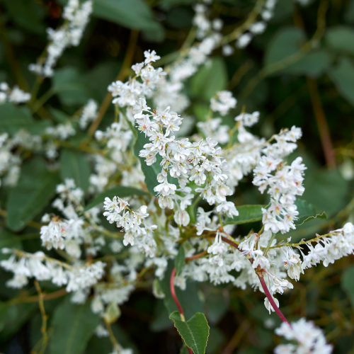 Fallopia aubertii.png